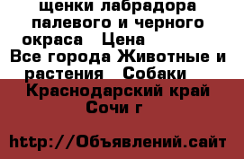 щенки лабрадора палевого и черного окраса › Цена ­ 30 000 - Все города Животные и растения » Собаки   . Краснодарский край,Сочи г.